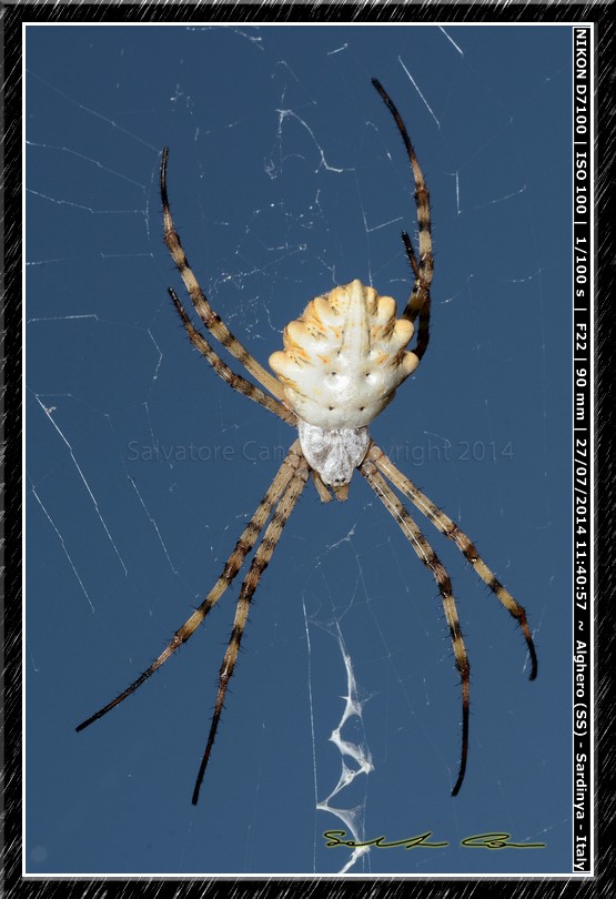 Argiope lobata